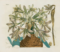 Curtis Botanical Magazine Print Double Sweet Scented Lily