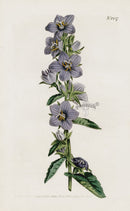 1800 Original Curtis Botanical Blue Campanula