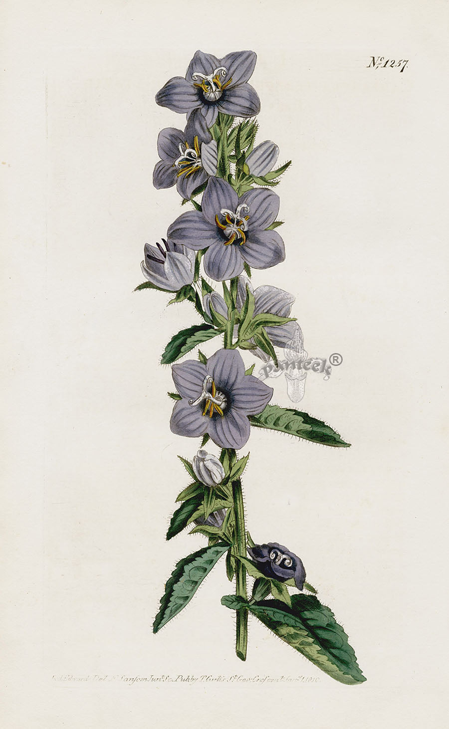 1800 Original Curtis Botanical Blue Campanula