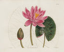 Curtis Botanical Magazine Print Double Pink Waterlily