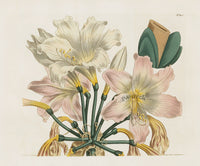 Curtis Botanical Magazine Print Double Blush Lily Pink Amaryllis