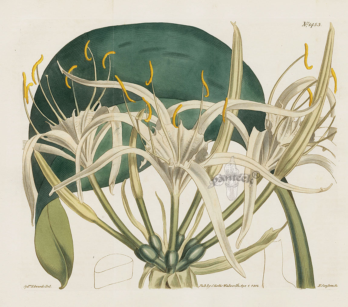 Curtis Botanical Magazine Print Double Sea Daffodil Lily