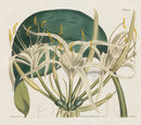 Curtis Botanical Magazine Print Double Sea Daffodil Lily