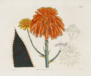 Curtis Botanical Magazine Print Double Common Aloe