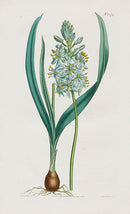 1800 Original Curtis Missouri Wood Hyacinth