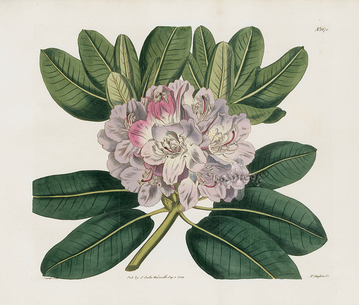 Curtis Botanical Magazine Print Double Catawba Rhododendron