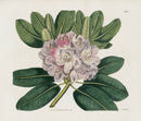 Curtis Botanical Magazine Print Double Catawba Rhododendron