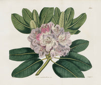 Curtis Botanical Magazine Print Double Catawba Rhododendron