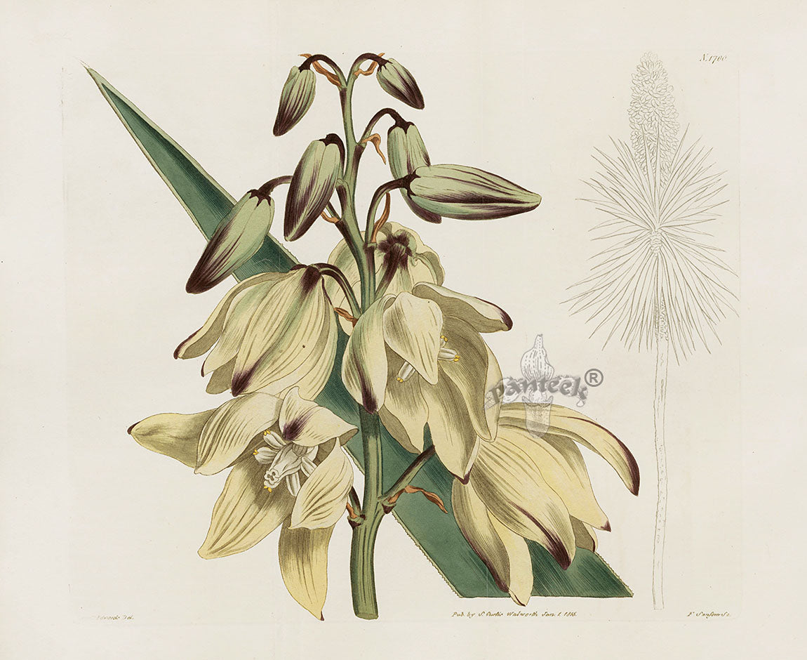 Curtis Botanical Magazine Print Double Adams Needle Yucca