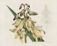 Curtis Botanical Magazine Print Double Adams Needle Yucca