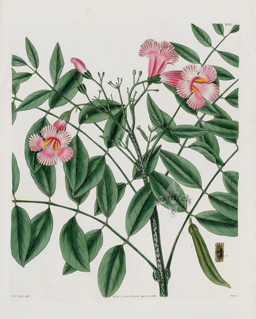 Curtis Botanical Magazine Print Pink Trumpet Vine