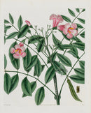 Curtis Botanical Magazine Print Pink Trumpet Vine