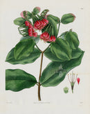 Curtis Botanical Magazine Print Double Showy Combretum