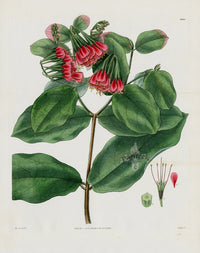Curtis Botanical Magazine Print Double Showy Combretum
