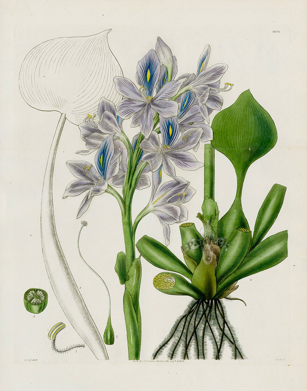 Curtis Botanical Magazine Print Water Hyacinth