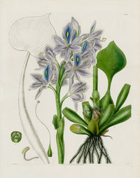 Curtis Botanical Magazine Print Water Hyacinth
