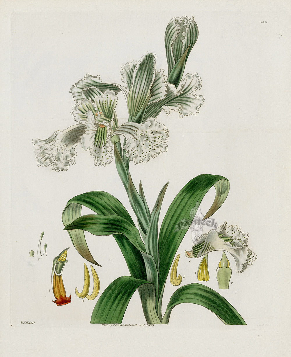 Curtis Botanical Magazine Print Double Neottia Orchid