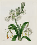 Curtis Botanical Magazine Print Double Neottia Orchid