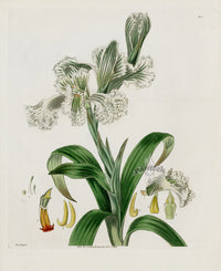 Curtis Botanical Magazine Print Double Neottia Orchid