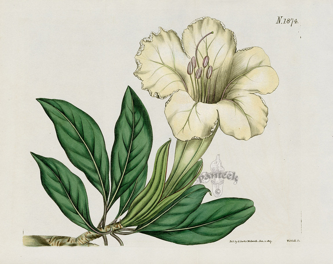Curtis Botanical Magazine Print Double Maidens Blush Lily