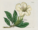Curtis Botanical Magazine Print Double Maidens Blush Lily