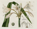 Curtis Botanical Magazine Print Double Species Crinum Lily