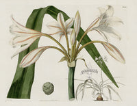 Curtis Botanical Magazine Print Double Species Crinum Lily