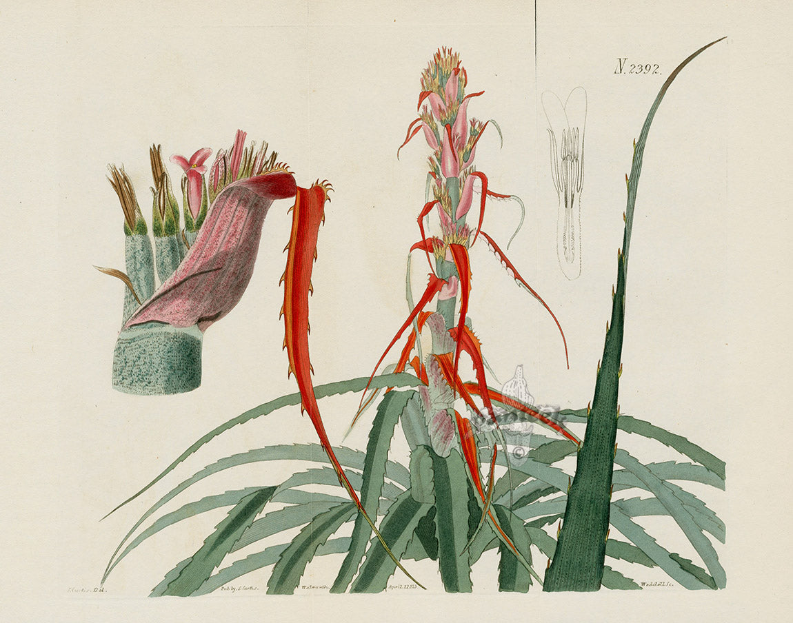 Curtis Botanical Magazine Print Double Wild Pineapple
