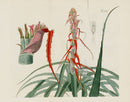 Curtis Botanical Magazine Print Double Wild Pineapple