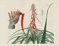 Curtis Botanical Magazine Print Double Wild Pineapple
