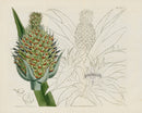 Curtis Botanical Magazine Print Double Queen Pineapple