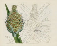 Curtis Botanical Magazine Print Double Queen Pineapple