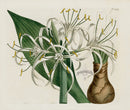Curtis Botanical Magazine Print Double Brunswick Lily