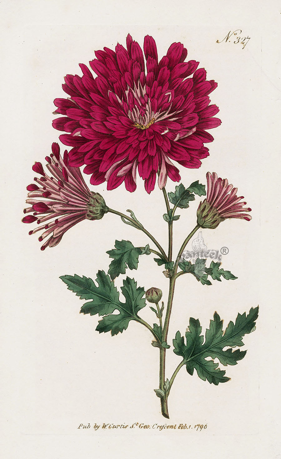 1800 Original Curtis Botanical Indian Chrysanthemum