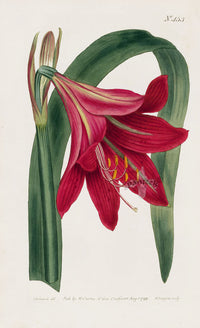 1800 Original Curtis Botanical Red Amaryllis Lily