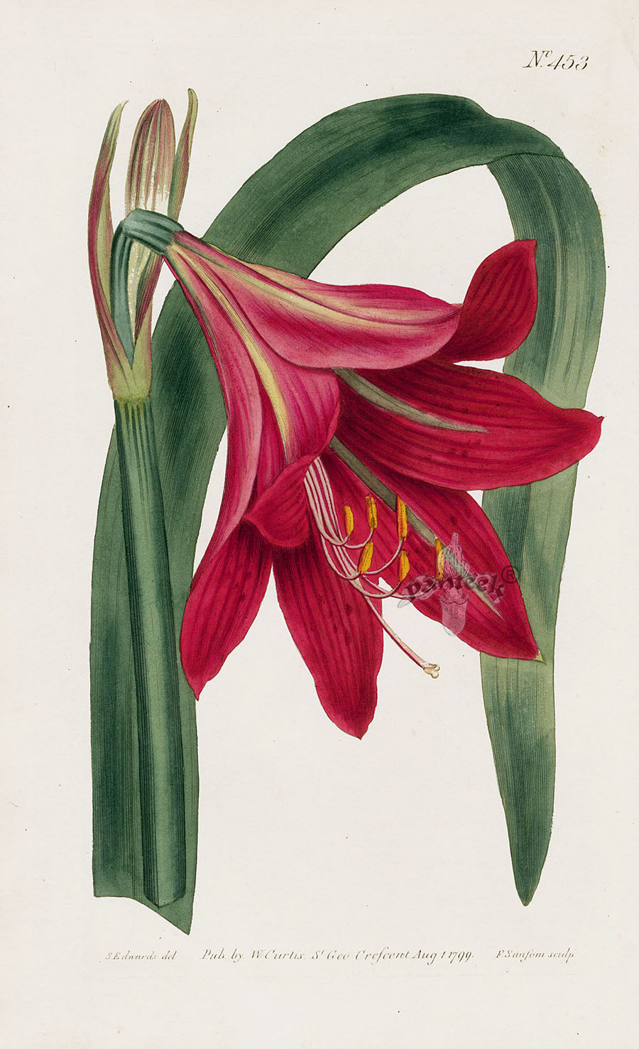 1800 Original Curtis Botanical Red Amaryllis Lily