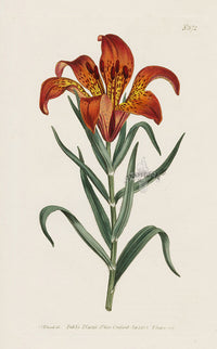 1800 Original Curtis Botanical Pennsylvania Lily