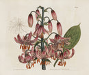 Curtis Botanical Magazine Print Double Tiger Cap Lily