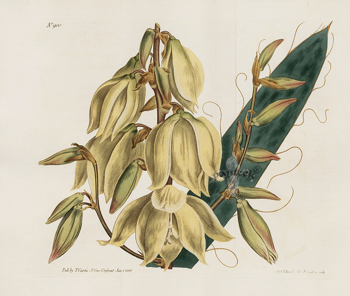 Curtis Botanical Magazine Print Double Yucca Cactus