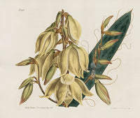 Curtis Botanical Magazine Print Double Yucca Cactus