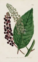 1800 Original Curtis Virginia Poke Weed