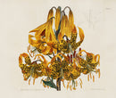 Curtis Botanical Magazine Print Double Orange Lily