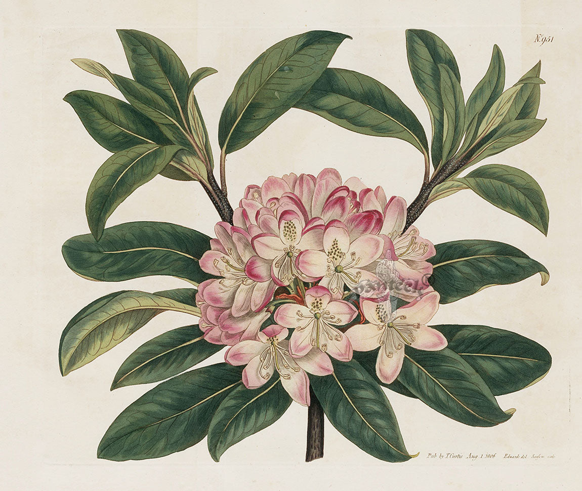 Curtis Botanical Magazine Print Double Rhododendron Maximus