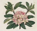 Curtis Botanical Magazine Print Double Rhododendron Maximus