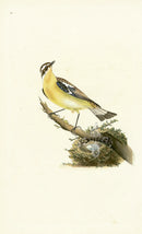 Donovan British Birds Original Yellow-rumped Flycatcher