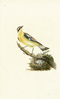 Donovan British Birds Original Yellow-rumped Flycatcher