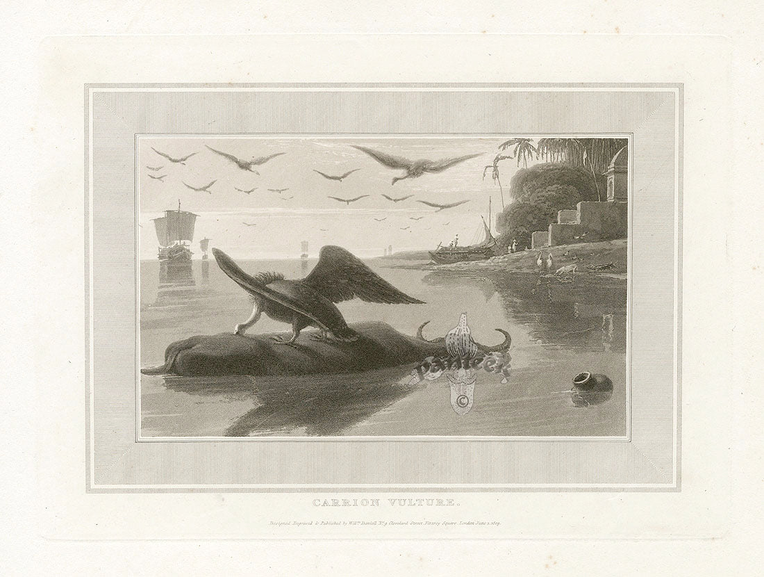Daniell Bird Carrion Vulture Original Aquatint
