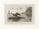Daniell Bird Carrion Vulture Original Aquatint - Panteek Antique Prints