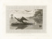 Daniell Bird Carrion Vulture Original Aquatint - Panteek Antique Prints