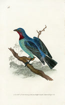 Donovan British Birds Original Spangled Cotinga